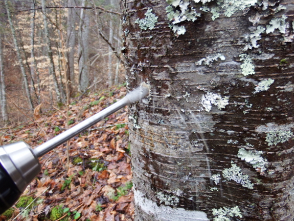 Tapping a birch