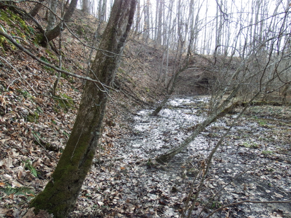 Hillside above swamp