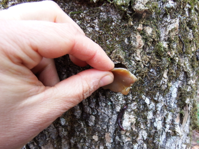 Plugging a maple hole