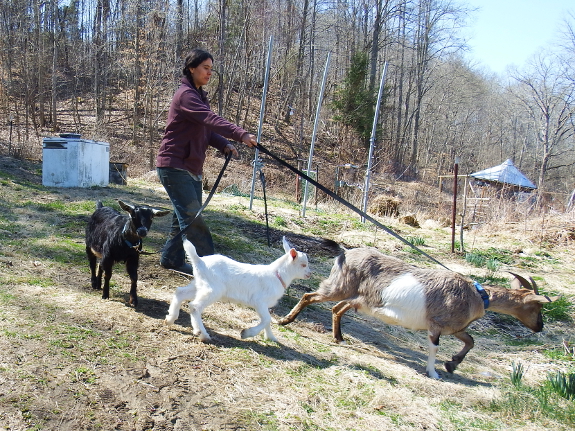 Pulling goat