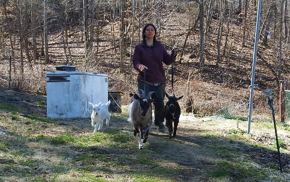 Walking goats