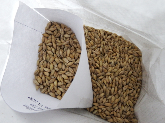 Barley seeds