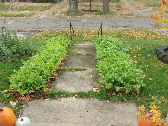 Oilseed radish flower bed