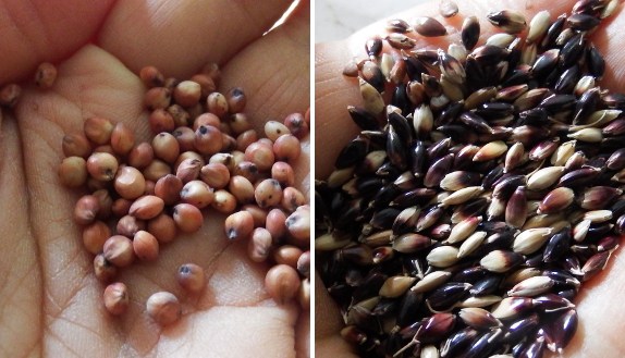 Sogrhum-sudangrass hybrid seeds
