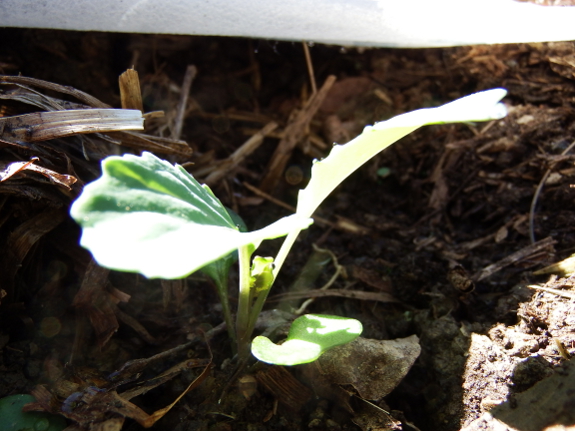 Baby cabbage plants