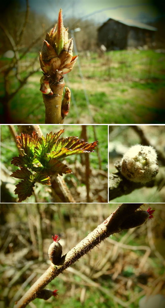 Early spring blooms