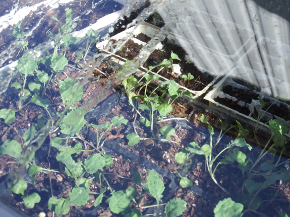 Frozen cold frame