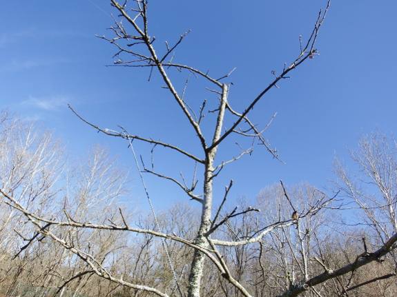 Pruned apple tree