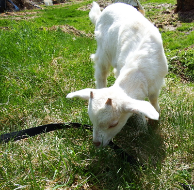 Goat kid grazing