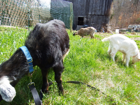 Goats mowing the lawn