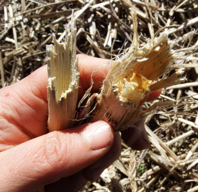 Dried up broccoli stem