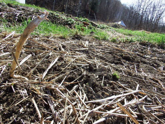 Overwintered broccoli stem