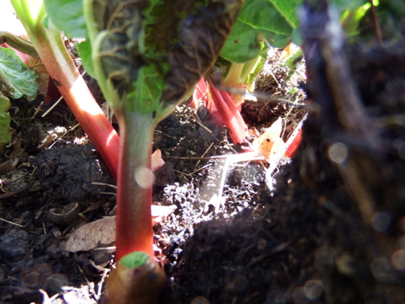 Frost-nipped rhubarb