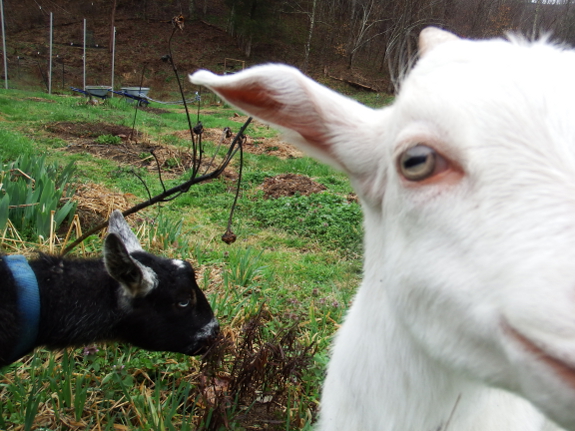 Goat closeup