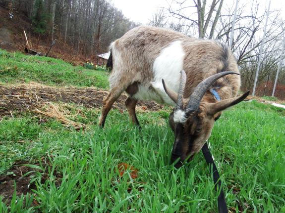 Goat grazing on rye