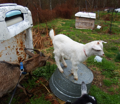 Goat laundry