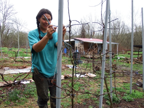 Anna pruning high density apple trees