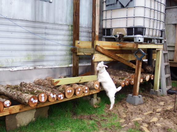 Goat kid on mushroom logs