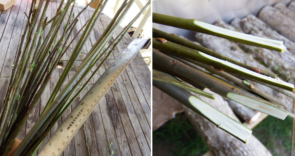 Preparing willow cuttings