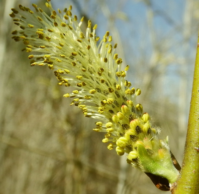 Salix purpurea catkin