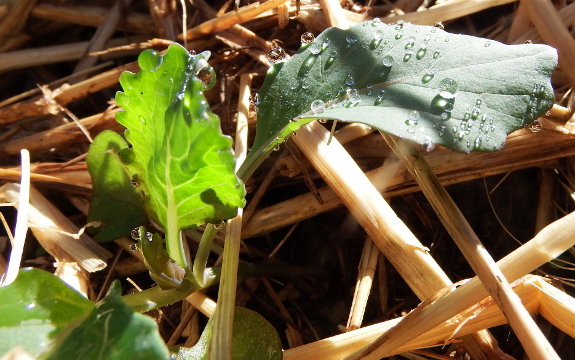 Cabbage seedling