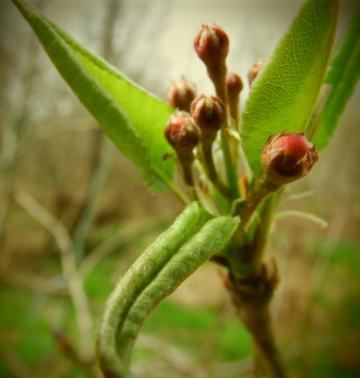 Seckel bloom bud