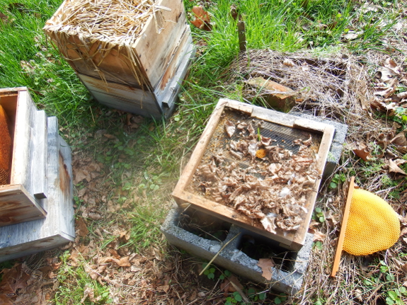 Taking apart a warre hive