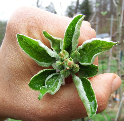 Apple flowers in a fist