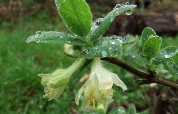 Honeyberry flower