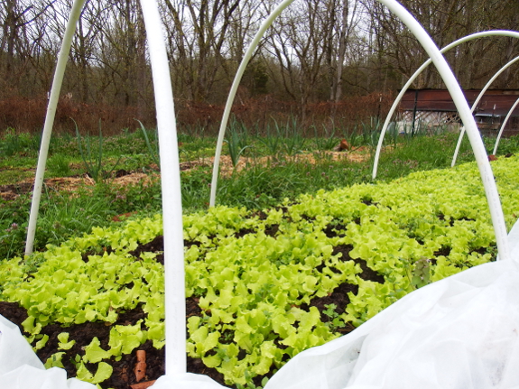 Lettuce bed