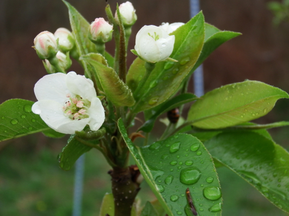 Wet pear flowers