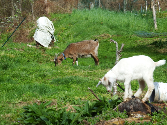 Grazing goats