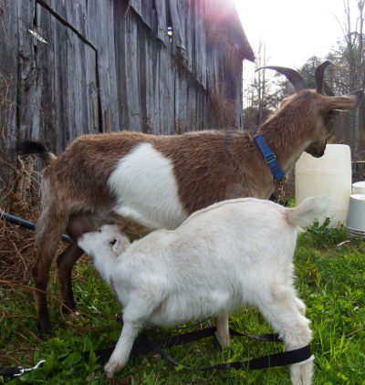 Nursing goat kid