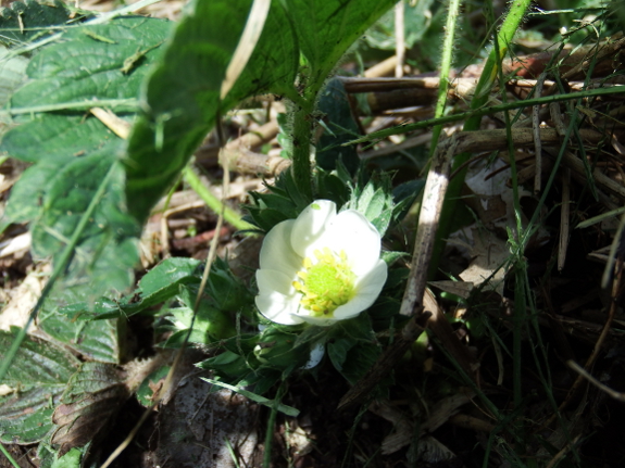 Strawberry flower