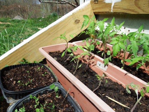 Tomatoes in cold frame