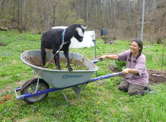 goat standing in a wheel barrow