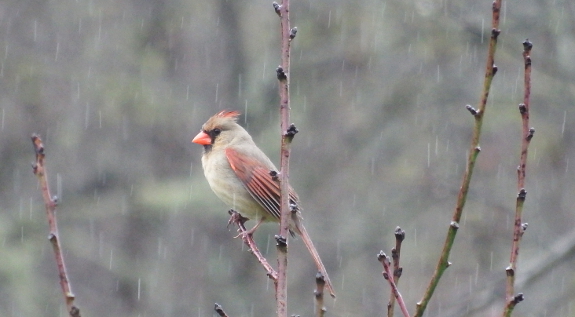 Rainy cardinal