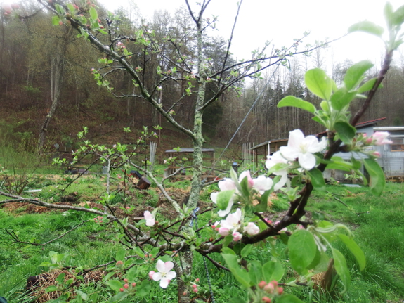 Two variety apple tree