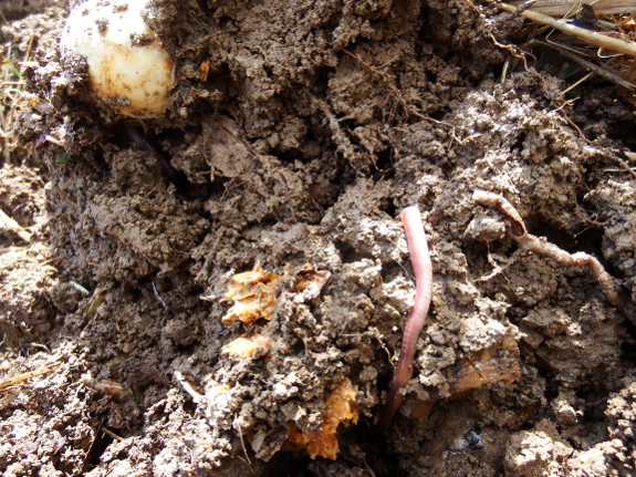 Food scraps in the soil