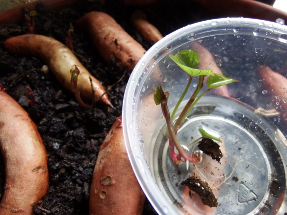 sweet potato start close up