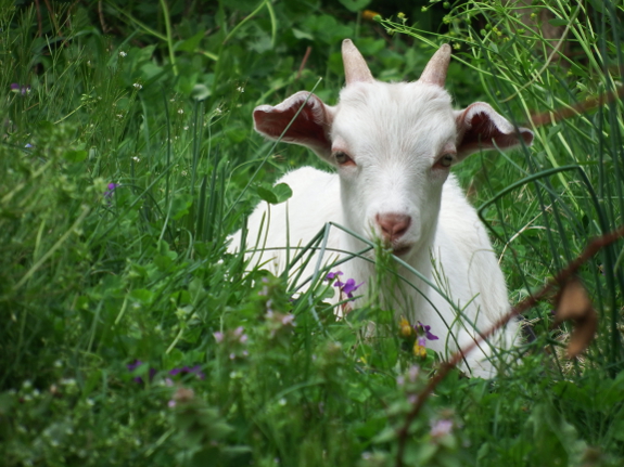 White goat in the grass