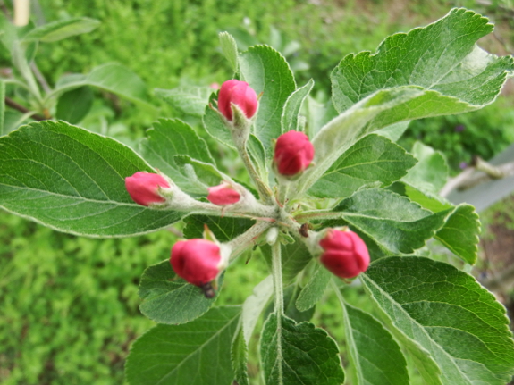 Apple bloom buds