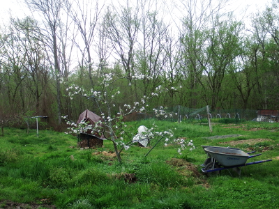 Blooming apple tree