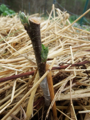 Budbreak on grafted apple