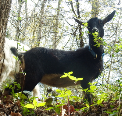 Dwarf doeling