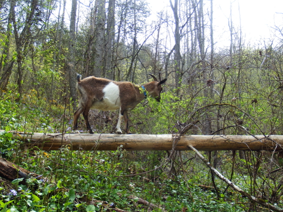 Goat balancing on a log