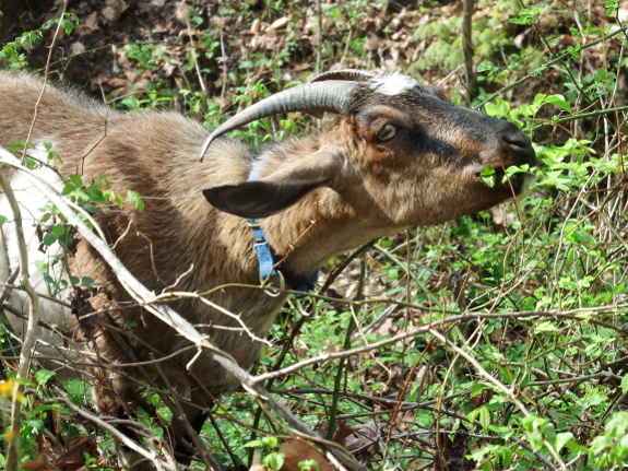 Goat eating multiflora rose