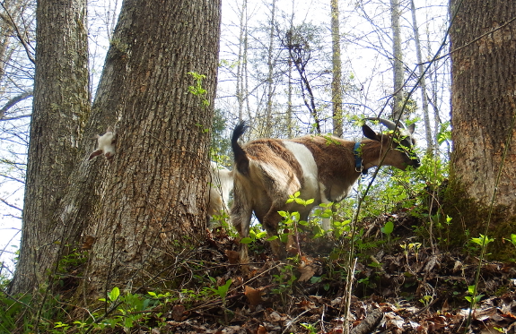 Goat hide and seek
