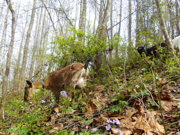 Goats in the woods