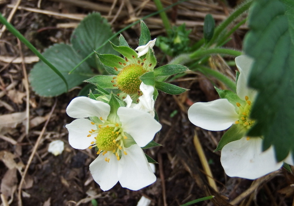 Strawberry blooms passing by